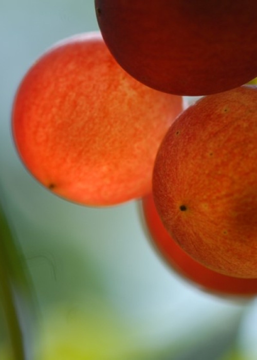 roter Gutedel ANT 0490